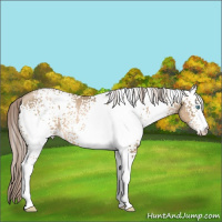 Horse Color:White Spotted Chocolate Palomino Pearl