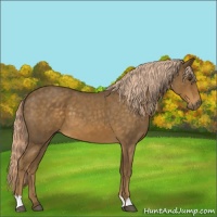 Horse Color:Chocolate Palomino Roan