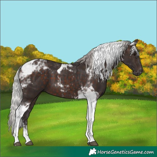 Horse Color:Silver Brown Tobiano 