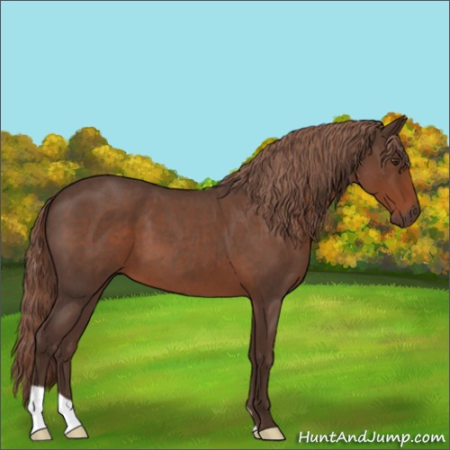 Horse Color:Liver Red Roan