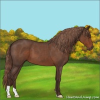 Horse Color:Liver Red Roan 
