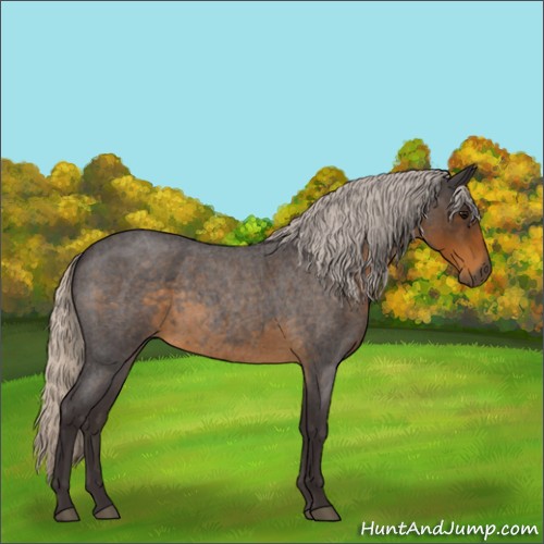 Horse Color:Silver Smoky Blue Roan 