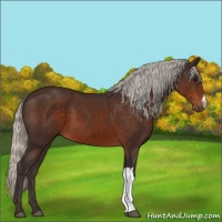 Horse Color:Silver Brown 