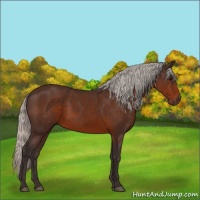 Horse Color:Silver Brown 