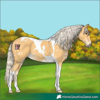 Horse Color:White Spotted Palomino Tobiano 