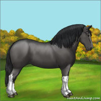 Horse Color:Black 