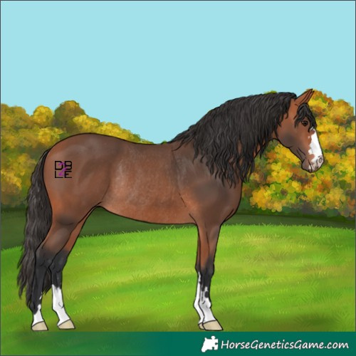 Horse Color:Bay Mushroom Rabicano 