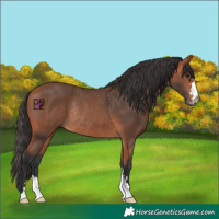Horse Color:Bay Mushroom Rabicano 