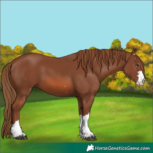 Horse Color:Chestnut 