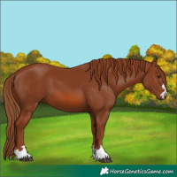 Horse Color:Chestnut 