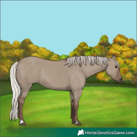 Horse Color:Silver Grullo 