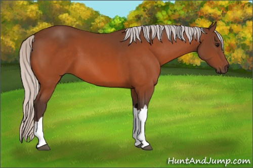 Horse Color:Silver Bay 