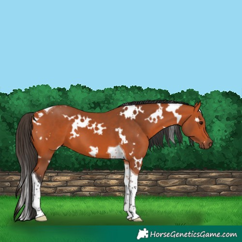 Horse Color:White Spotted Bay Tobiano 