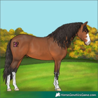Horse Color:Bay 