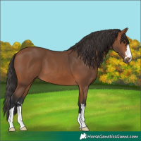 Horse Color:Bay 