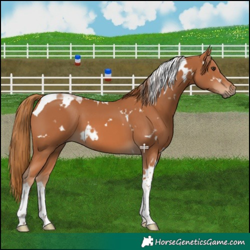 Horse Color:White Spotted Chestnut Tobiano 