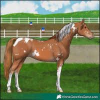 Horse Color:White Spotted Chestnut Tobiano 