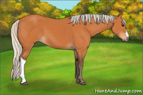 Horse Color:Silver Bay