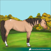 Horse Color:Bay Dun Tobiano 