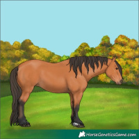 Horse Color:Bay 
