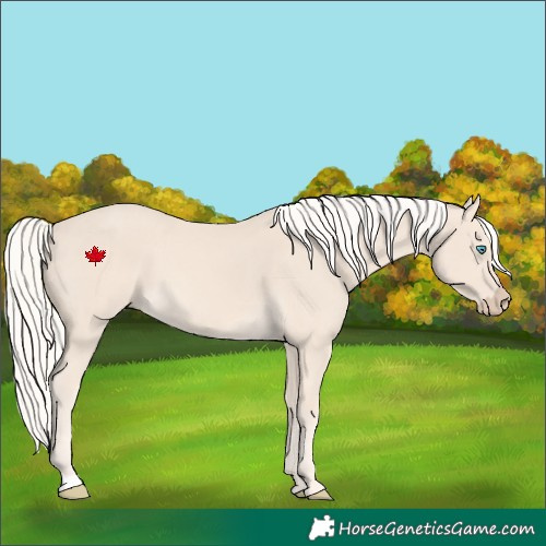 Horse Color:Cremello 