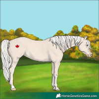 Horse Color:Cremello 
