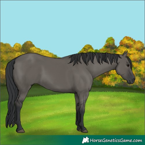 Horse Color:Grullo Rabicano 