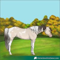 Horse Color:White Spotted Amber Champagne Dun Tobiano 