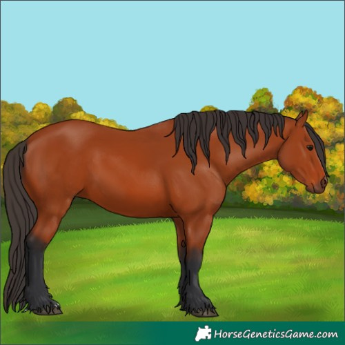 Horse Color:Bay 