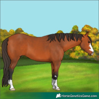 Horse Color:Bay 