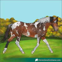 Horse Color:White Spotted Bay Tobiano 
