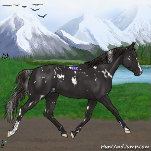 Horse Color:White Spotted Liver Chestnut Sabino