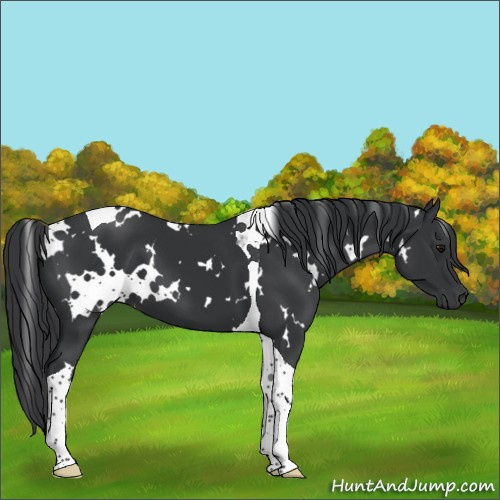 Horse Color:White Spotted Black Tobiano 