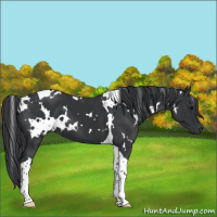 Horse Color:White Spotted Black Tobiano 