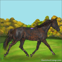 Horse Color:Chestnut and Black