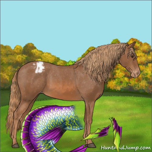 Horse Color:Chestnut Appaloosa 