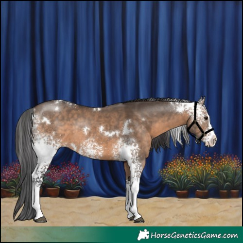 Horse Color:White Spotted Brown Dun Splash Rabicano
