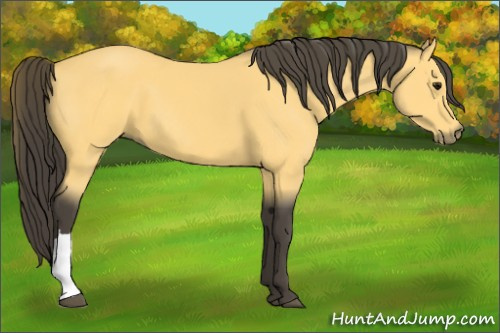 Horse Color:Buckskin