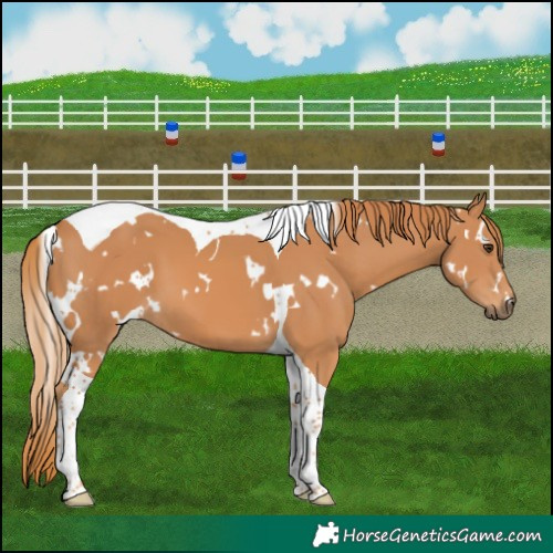 Horse Color:White Spotted Chestnut Tobiano 