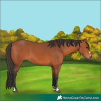Horse Color:Bay 