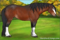 Horse Color:White Spotted Brown 