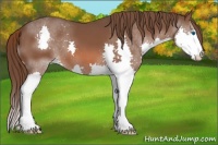 Horse Color:Liver Chestnut Splash 
