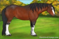 Horse Color:White Spotted Brown 