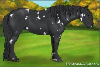 Horse Color:White Spotted Black 