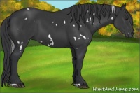Horse Color:White Spotted Black 