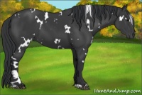 Horse Color:White Spotted Black 