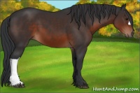 Horse Color:Brown 