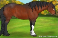 Horse Color:Brown 