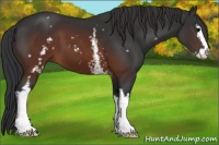 Horse Color:White Spotted Brown Sabino 