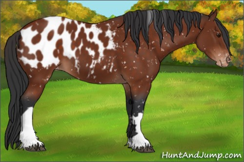 Horse Color:Brown Blanket